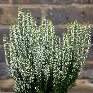 Calluna 'Beauty Ladies' Optional Colours (6 Pack) Vibrant Heather - image 17