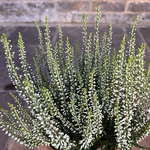 Calluna vulgaris 'Garden Girls' Series White (12cm)