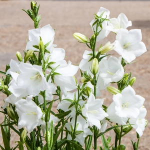 Campanula persicifolia 'Takion White' (Pot Size 1L)