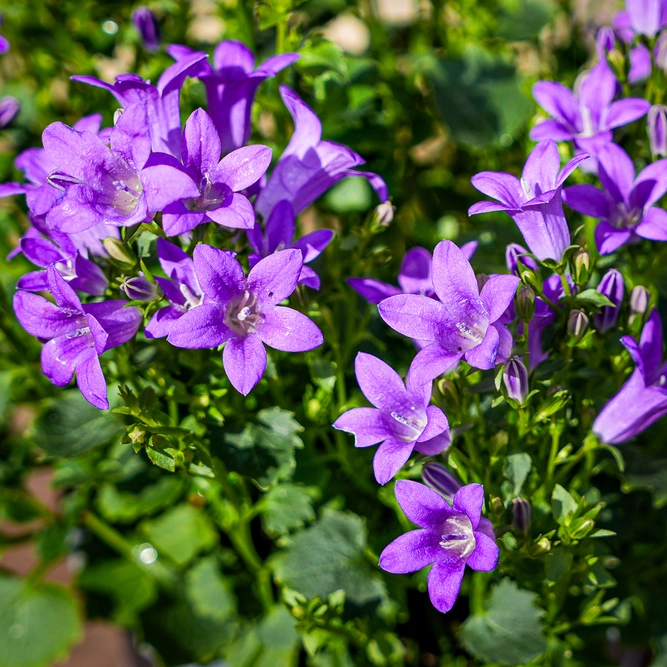Campanula Purple (Pot Size 10.5cm) Bellflower - image 1
