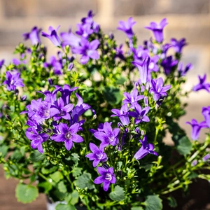 Campanula Purple (Pot Size 10.5cm) Bellflower - image 2