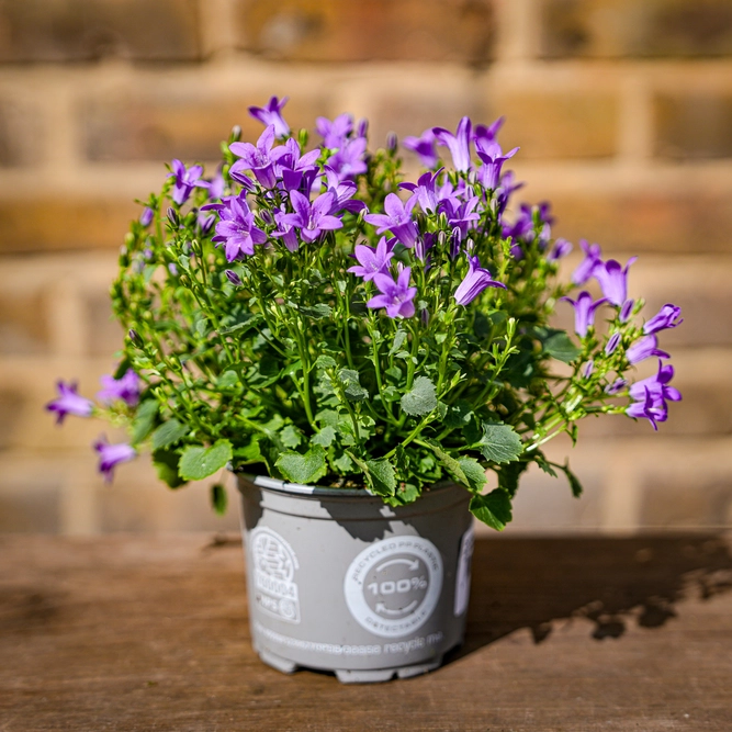 Campanula Purple (Pot Size 10.5cm) Bellflower - image 3