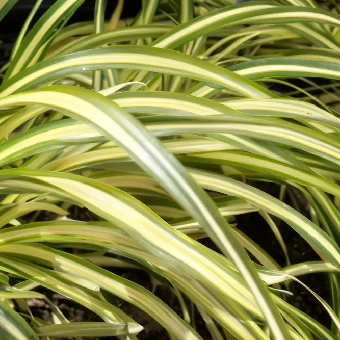 Carex oshimensis 'Evergold' (Pot Size 10.5cm) - Japanese Sedge - image 1