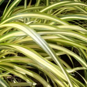 Carex oshimensis 'Evergold' (Pot Size 10.5cm) - Japanese Sedge - image 1