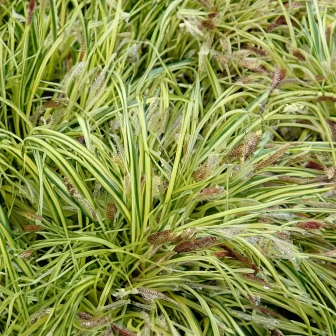 Carex oshimensis 'Evergold' (Pot Size 10.5cm) - Japanese Sedge - image 2