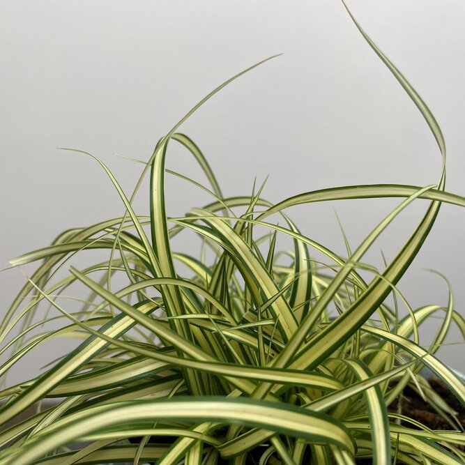 Carex oshimensis 'Evergold' (Pot Size 10.5cm) - Japanese Sedge - image 3