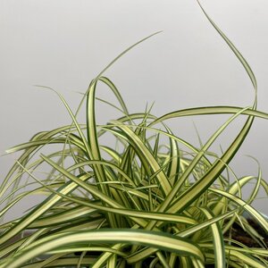 Carex oshimensis 'Evergold' (Pot Size 10.5cm) - Japanese Sedge - image 3