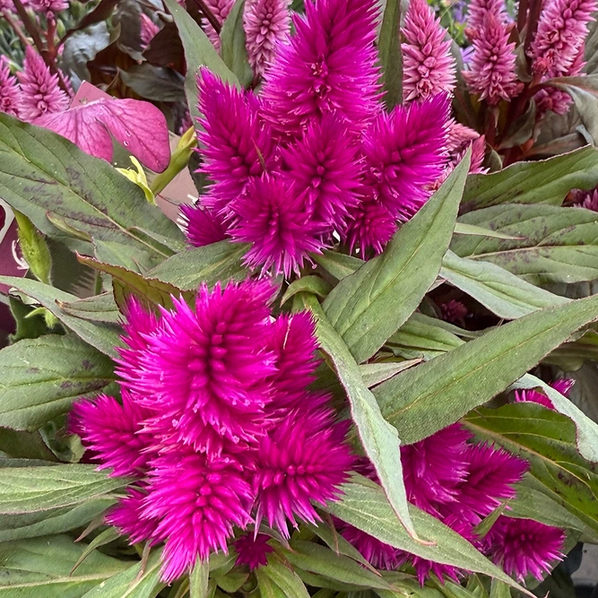Celosia argentea ‘Deep Purple’ (Pot Size 12cm) Deep Purple Celosia