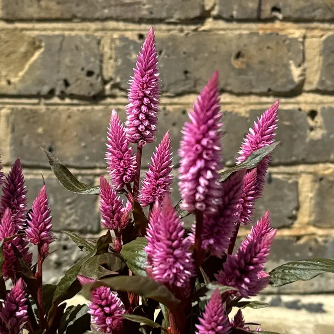 Celosia argentea ‘Wild Pink’ (Pot Size 14cm) Wild Pink Celosia - image 1