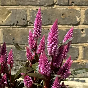 Celosia argentea ‘Wild Pink’ (Pot Size 14cm) Wild Pink Celosia