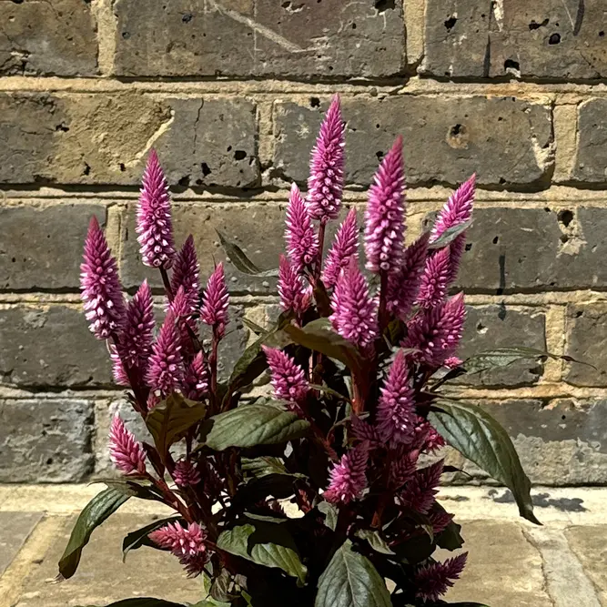 Celosia argentea ‘Wild Pink’ (Pot Size 14cm) Wild Pink Celosia - image 2