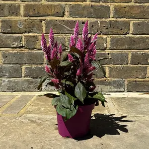Celosia argentea ‘Wild Pink’ (Pot Size 14cm) Wild Pink Celosia - image 3