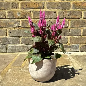 Celosia argentea ‘Wild Pink’ (Pot Size 14cm) Wild Pink Celosia - image 4