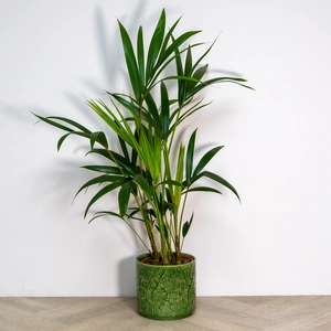 Ceramic Pot Green Trailing Blooms (D13.5cm) Indoor Plant Pot - image 2
