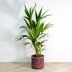 Ceramic Pot Purple Trailing Blooms (D19.5cm) Indoor Plant Pot - image 2