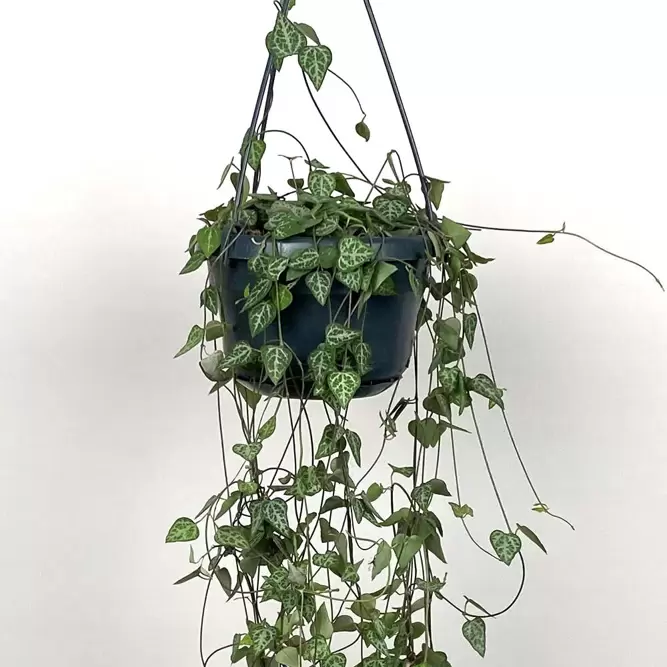 Ceropegia linearis subs. woodii 'String of Spades' (Hanging Pot Size 14cm) String of spades - image 5