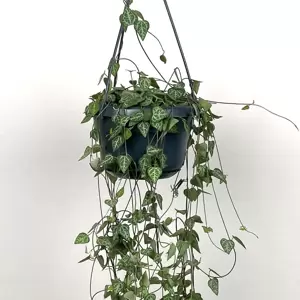 Ceropegia linearis subs. woodii 'String of Spades' (Hanging Pot Size 14cm) String of spades - image 5