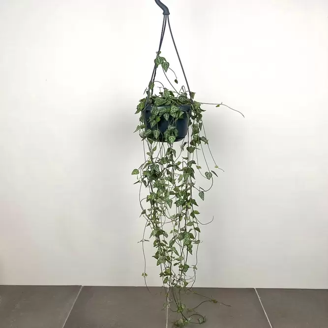 Ceropegia linearis subs. woodii 'String of Spades' (Hanging Pot Size 14cm) String of spades - image 6