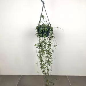 Ceropegia linearis subs. woodii 'String of Spades' (Hanging Pot Size 14cm) String of spades - image 6