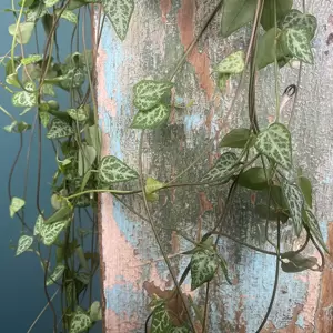 Ceropegia linearis subs. woodii 'String of Spades' (Hanging Pot Size 14cm) String of spades - image 4