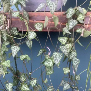 Ceropegia linearis subs. woodii 'String of Spades' (Hanging Pot Size 14cm) String of spades - image 3