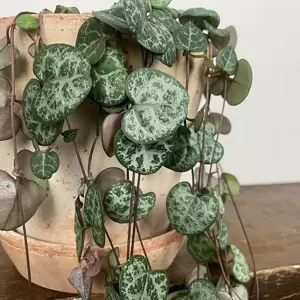 Ceropegia woodii  'String of Hearts' (Pot Size 12cm)   Chain of hearts