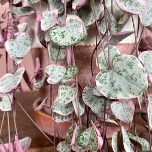 Ceropegia woodii Variegata (Pot Size 14cm) Variegated String of Hearts 
