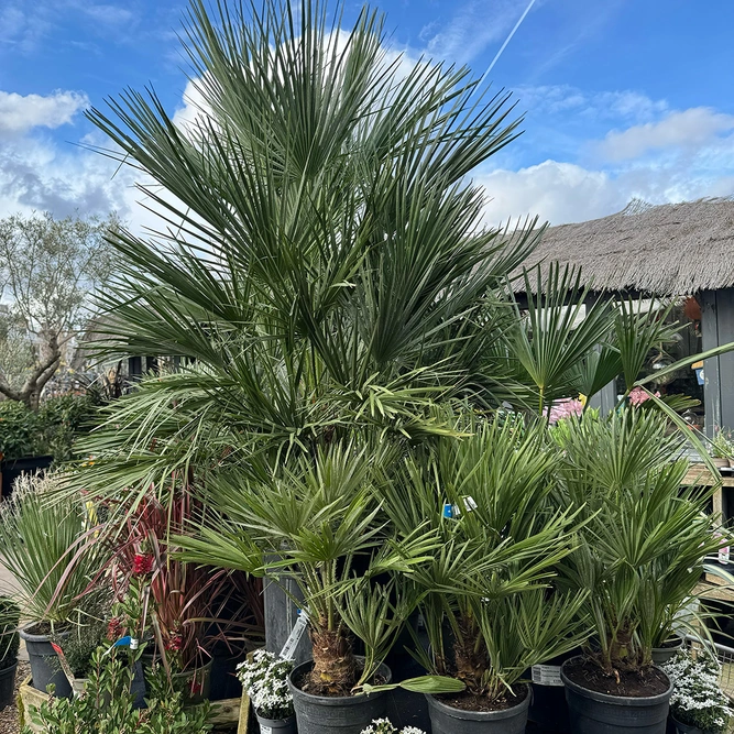 Chamaerops Humulis Compacta (Pot Size 50L) European Fan Palm - image 3