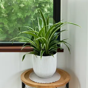 Chlorophytum Ocean (Pot Size 12cm) Spider Plant - image 1