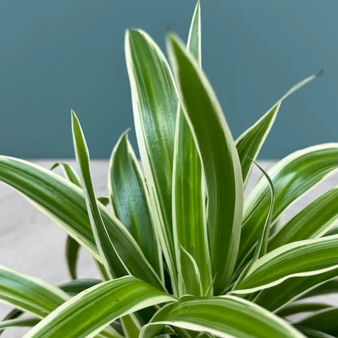 Chlorophytum Ocean (Pot Size 12cm) Spider Plant - image 3