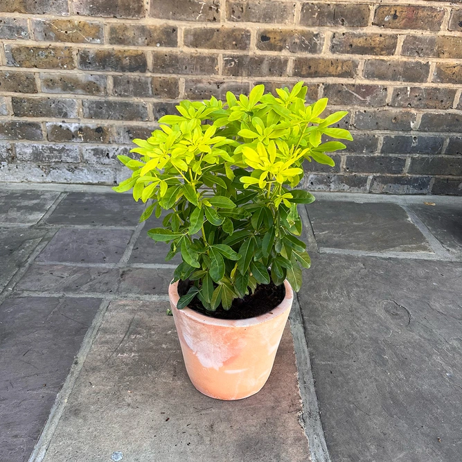 Choisya ternata 'Sundance' (Pot Size 10L) - Mexican Orange Blossom - image 1