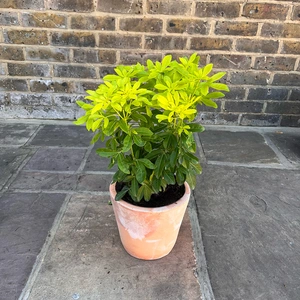 Choisya ternata 'Sundance' (Pot Size 10L) - Mexican Orange Blossom - image 1