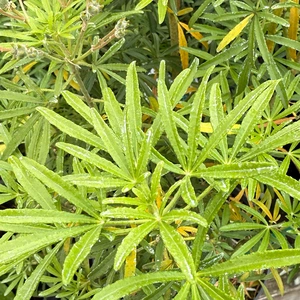 Choisya x dewitteana 'White Dazzler' (Pot Size 3L) Mexican Orange Blossom - image 2