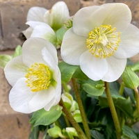Christmas Rose