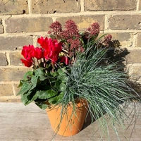 Christmas Special Offers