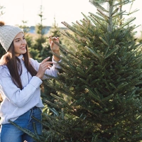 Cut Christmas Trees