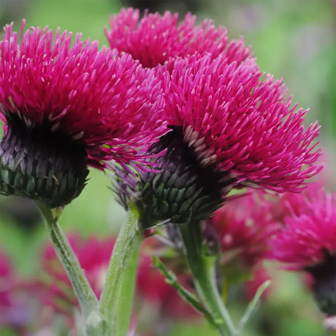 Cirsium rivulare 'Atropurpureum' (Pot Size 2L) Plume Thistle - image 1
