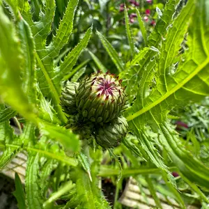 Cirsium rivulare 'Atropurpureum' (Pot Size 2L) Plume Thistle - image 2