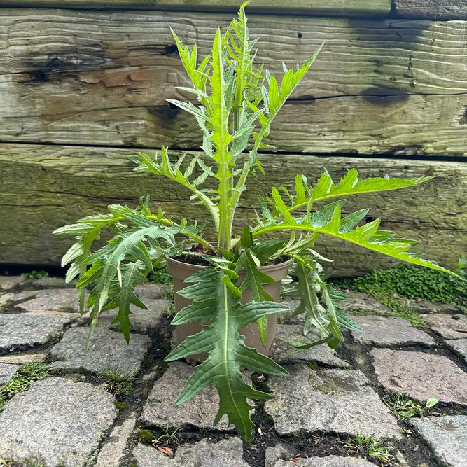 Cirsium rivulare 'Atropurpureum' (Pot Size 2L) Plume Thistle - image 3