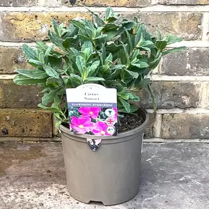 Cistus x pulverulentus 'Sunset' (Pot Size 3L) - Rock rose - image 2