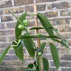 Clematis armandii 'Apple Blossom'  (Pot Size 2L) - image 2