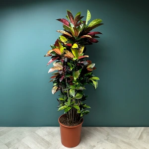 Codiaeum variegatum ‘Iceton’  (Pot Size 30cm) Croton Iceton