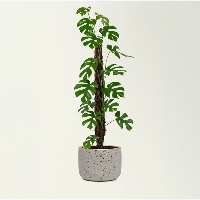 Coir Plant Climbing Pole (70cm) Moss Plant Pole - image 1