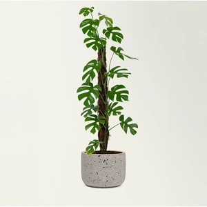 Coir Plant Climbing Pole (70cm) Moss Plant Pole - image 1