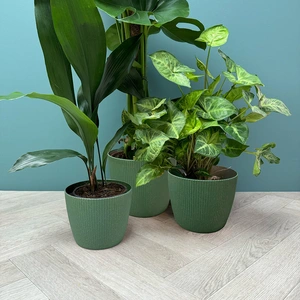 Copa Plastic Indoor Plant Pot Cover - Green (Pot Size 21.5x22cm) - image 2
