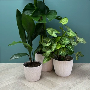 Copa Plastic Indoor Plant Pot Cover - White (Pot Size 16cm) - image 3