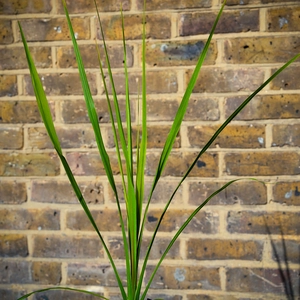Cordyline Australis (Pot Size 11cm) - Cabbage-tree - image 1