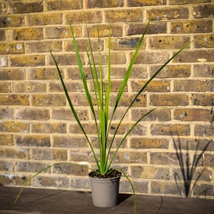 Cordyline Australis (Pot Size 11cm) - Cabbage-tree - image 2