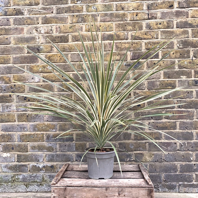 Cordyline australis 'Torbay Dazzler' (Pot Size 3L) Cabbage Palm - image 1