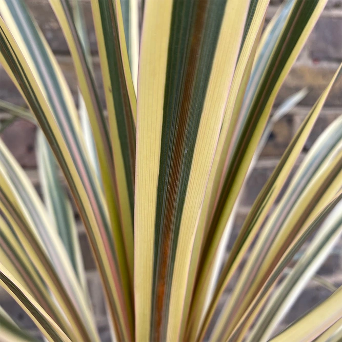 Cordyline australis 'Torbay Dazzler' (Pot Size 3L) Cabbage Palm - image 2